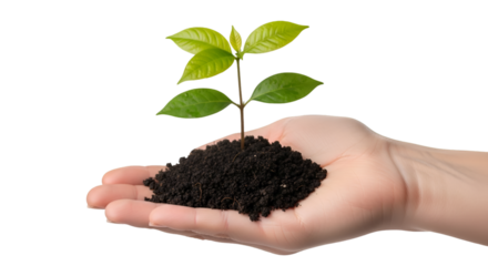 Hand Holding Soil with Young Plant Sprout Isolated