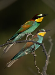 A pair of European bee-eater perched on a tree, Bahrain