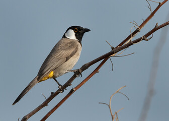Portrait of White-cheeked bulbul on acacia tree, Bahrain