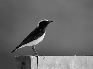 Pied wheatear perched on fence at Buri farm, Bahrain