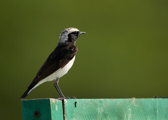 Pied wheatear perched on fence at Buri farm, Bahrain