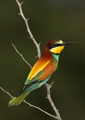 Portrait of a European bee-eater perched on a tree, Bahrain