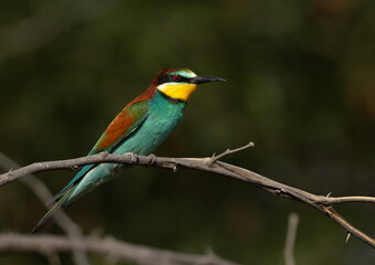 Portrait of a European bee-eater perched on a tree, Bahrain