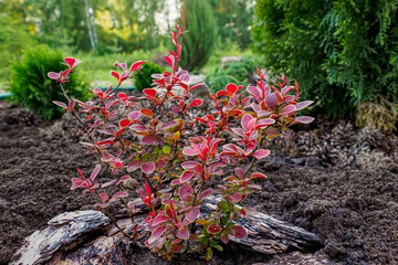 Barberry. An ornamental shrub of the barberry family. Thunberg's barberry. Gardening.