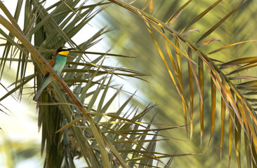 European bee-eater perched on date palm tree, Bahrain