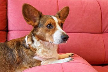 Happy Welsh corgi Pembroke is relaxing on a red sofa.