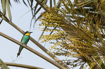 Portrait of a European bee-eater perched on date palm tree, Bahrain