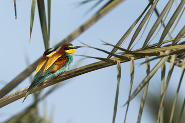 A pair of European bee-eater perched on date palm tree, Bahrain