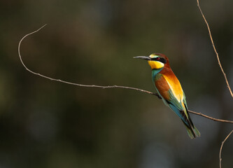 European bee-eater perched on a twig, Bahrain