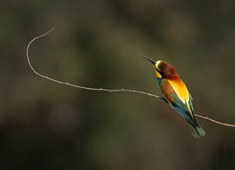 European bee-eater following a bee above in the sky, Bahrain