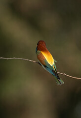 European bee-eater on green at Jasra, Bahrain