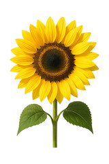 Obraz premium Vibrant Sunflower Close Up A Summer Bloom High quality Realistic image.