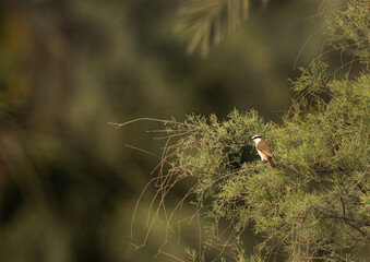 Red-tailed Shrike on green at Jasra, Bahrain