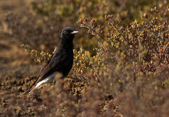 Portrait of a White-crowned black wheatear at Hamala, Bahrain