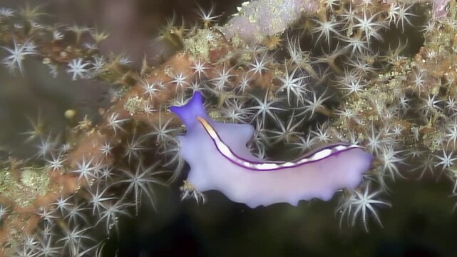 Observe an elegant Pseudoceros flatworm gracefully moving across starburst coral in the Lembeh Strait. Its vibrant purple hue and distinctive markings are mesmerizing.