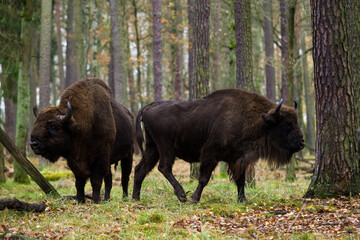 Stado żubrów w jesiennym lesie Pszczyny Jankowic Polska © kubikactive