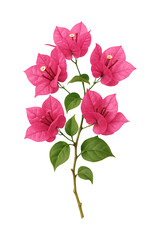 Vivid Pink Bougainvillea Branch Isolated Flowers Nature Beauty High quality Realistic image.