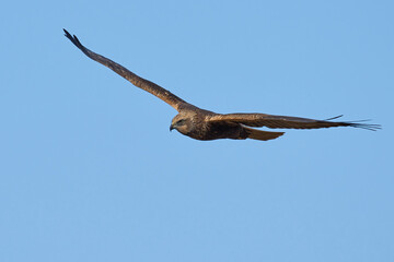 Western marsh harrier (Circus aeruginosus)