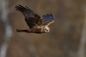 Western marsh harrier (Circus aeruginosus)