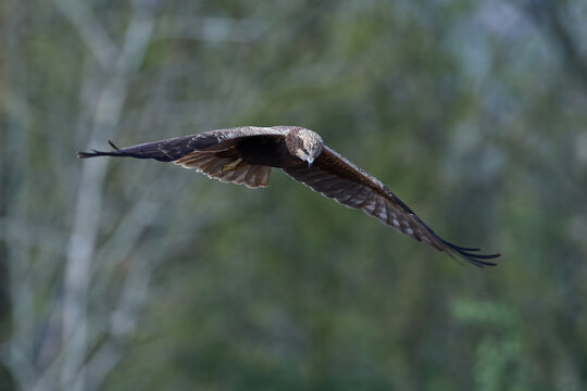 Western marsh harrier (Circus aeruginosus)