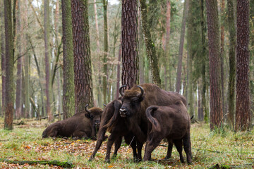 Fototapeta premium Stado żubrów w starym jesiennym lesie