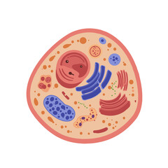 A detailed cross-section of an animal cell showing nucleus, mitochondria, endoplasmic reticulum, and other organelles in colorful flat vector style, perfect for biology education, science textbooks, o