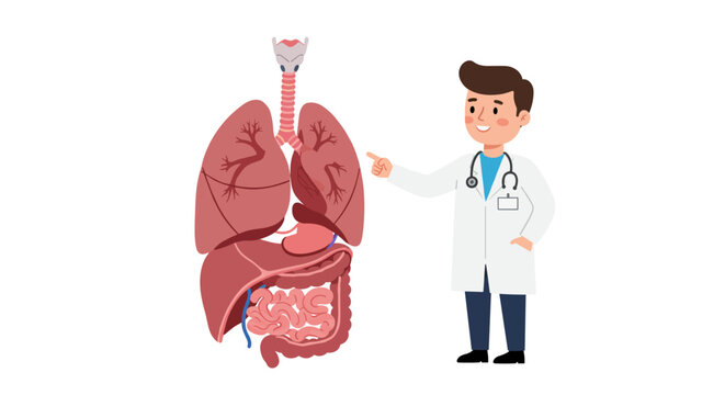 A smiling male doctor in a white coat points to a detailed diagram of the human lungs, trachea, and digestive system in educational flat vector style, perfect for medical presentations, anatomy lesson