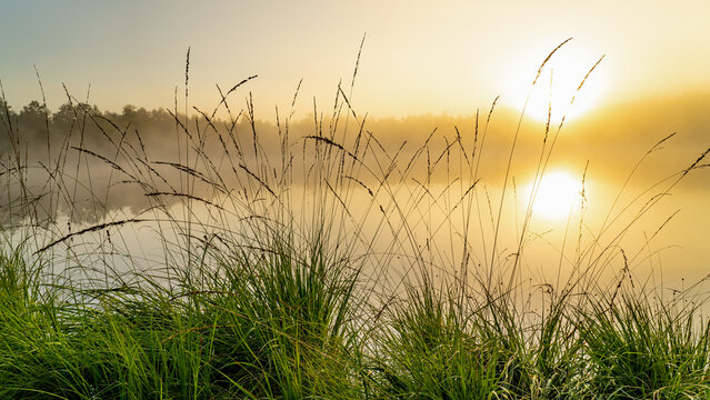 Bent graas by the lake in a golden sunrise