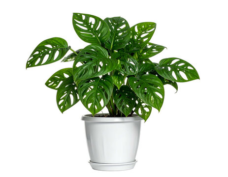 Lush green leafy plant with many holes in its leaves