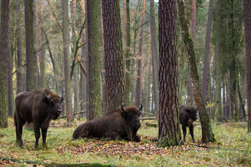 Stado żubrów w starym jesiennym lesie