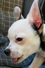 Chihuahua. Puppy. Portrait of a funny purebred dog. Pets.