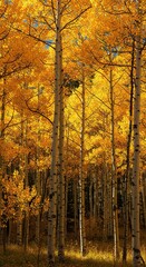 Obraz premium A dazzling display of golden and bright yellow aspen foliage filling a dense autumn forest landscape under the warm afternoon sun ,tree ,natural ,nature