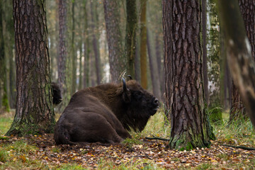 Stado żubrów w starym jesiennym lesie