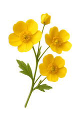 Yellow flowers isolated on transparent background