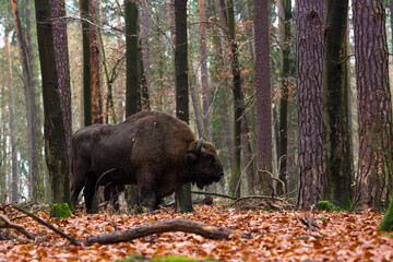 Stado żubrów w jesiennym lesie Pszczyny Jankowic Polska © kubikactive