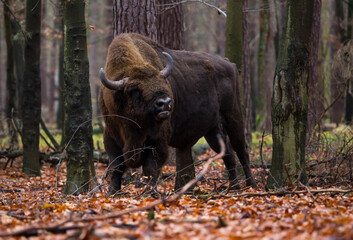 Stado żubrów w jesiennym lesie Pszczyny Jankowic Polska