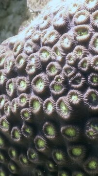 Journey to the underwater world of the Philippines. Witness the intricate patterns and textures of Favia or Favites colonial stone coral, part of the Faviidae family.