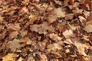 autumnal picturesque landscape with colorful foliage of trees