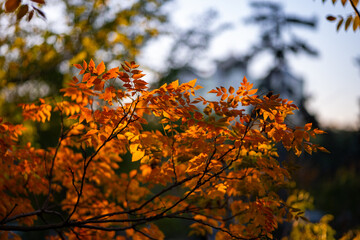 Close-up of vibrant orange autumn leaves on tree branches, illuminated by sunlight. Soft background blur with hints of green and blue sky adds depth and seasonal warmth