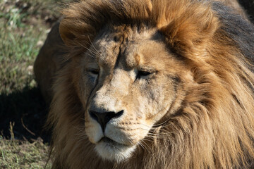 Lion, Wildlife, Africa - Closeup of a Male Lion in the Savanna