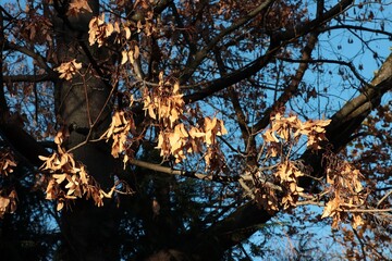 autumnal picturesque landscape with colorful foliage of trees