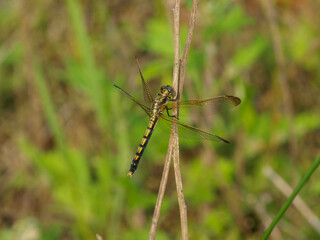Orthetrum lineostigma, a rare female dragonfly species found near rice fields, wetlands, and irrigation channels across Korea and East Asia. Photographed in Korea.