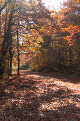 Naklejka premium Autumn Forest Path Sunlight: Fall foliage trail scene, nature photography, idyllic woodland.