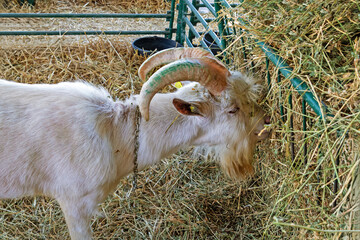 White fur billy goat with large horns gazing hay inside farm enclosure