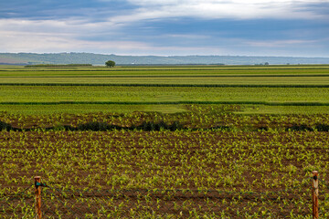 Green lawn grass with agricultural plants and blue sky clouds