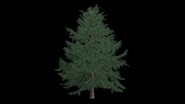 Animated Cedrus Deodara tree wind with Transparent Background. Alpha Channel in 4k
