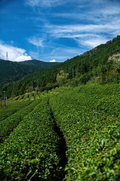 View of vibrant green tea bushes cascade down a hillside under a bright blue sky with wispy clouds, creating a serene landscape, Ibigawa, Gifu, Japan.