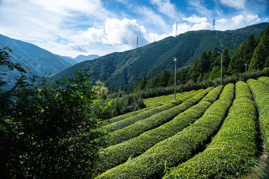 View of verdant tea bushes carpet the hillside under a bright sky, contrasting with the dark green of the dense forest, Ibigawa, Gifu, Japan.