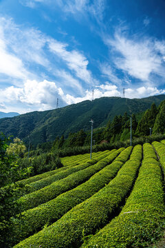 View of lush green tea fields stretching towards the tree-covered mountains under a bright blue sky streaked with wispy clouds, Ibigawa, Gifu, Japan.