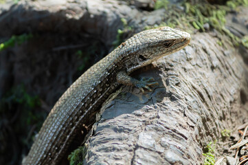 lizard on the stone